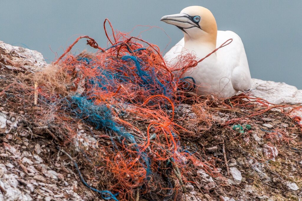 Bird caught in plastic pollution