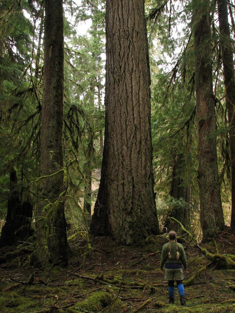 Global Warming Reduces Trees' Ability To Absorb Carbon Dioxide
