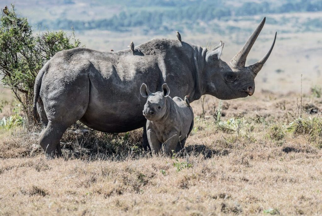 Sir Attenborough’s Heartbreaking New Film On Extinction Is A Must See