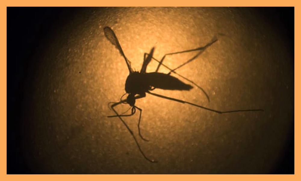 Mosquitos Laced With Wolbachia Bacteria Lose Ability To Transmit Dengue