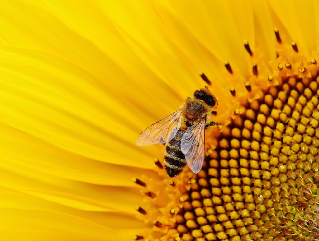 New Bee-Friendly Solar Farm In California Begins Construction