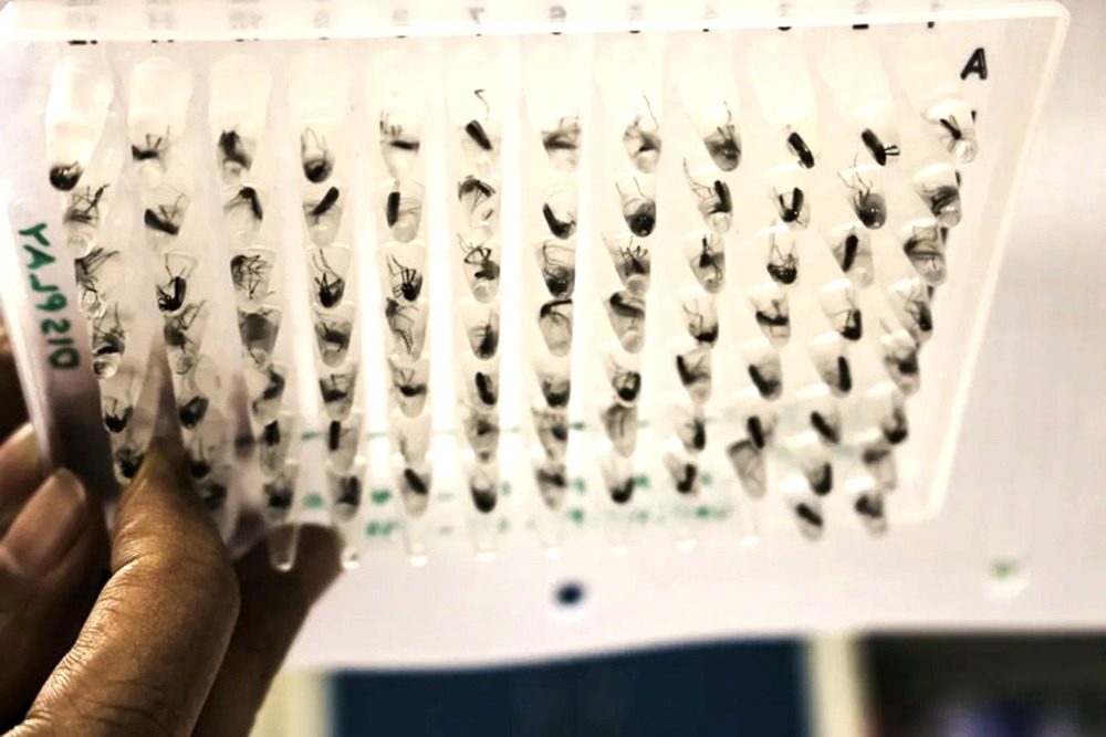 Mosquitos Laced With Wolbachia Bacteria Lose Ability To Transmit Dengue