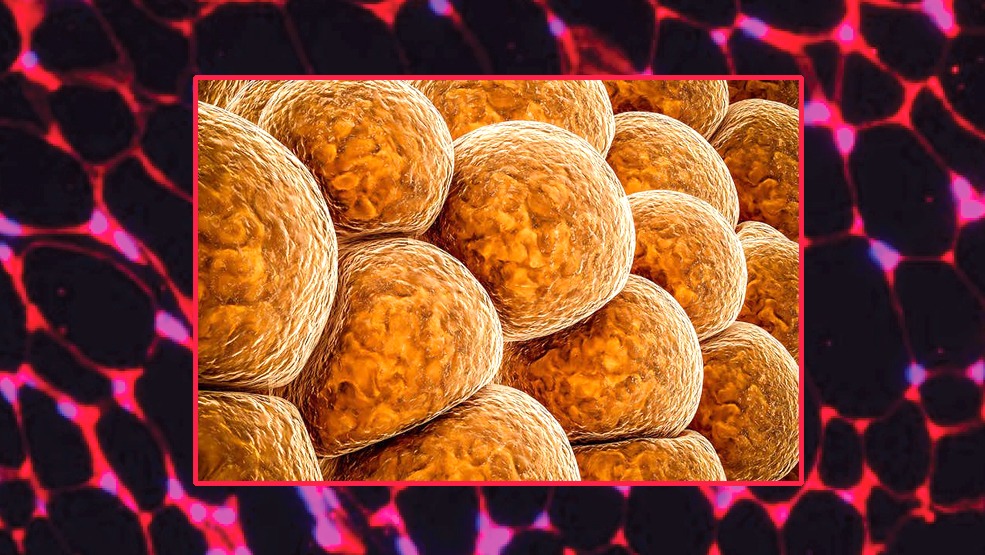 CRISPR Gene Editing Could Help You Stay Thin