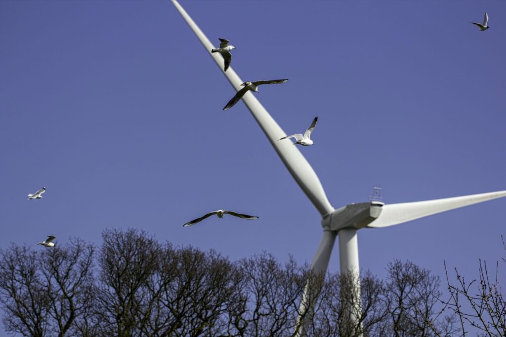 Bird Fatalities Reduced By 72% After Painting One Turbine Blade Black