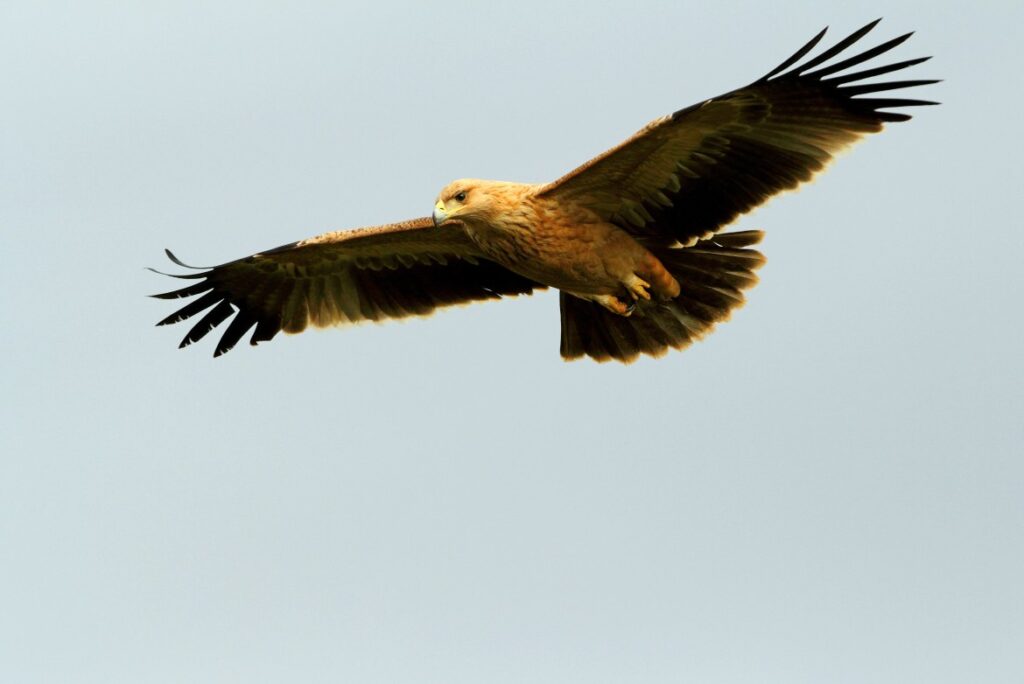 An eagle