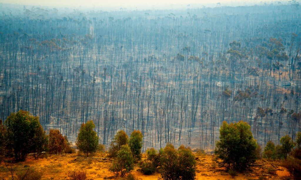 Bush fire destruction in Australia