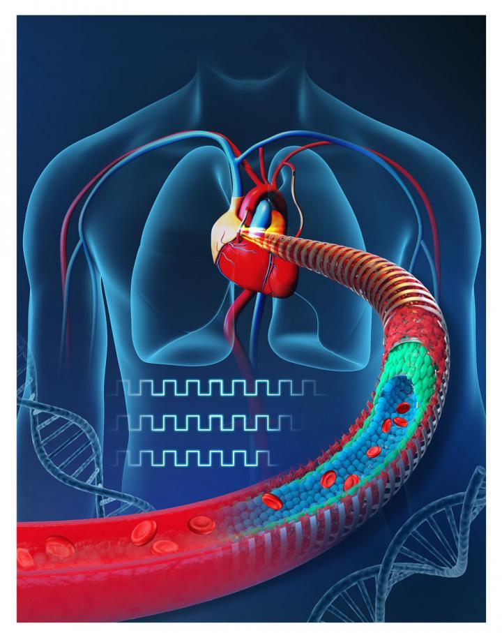 Biodegradable Electronic Blood Vessel Can Heal Wounds And Deliver DNA