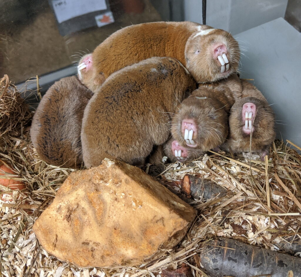 Mole-Rats Can See Magnetic Fields With Their Miniscule Eyes