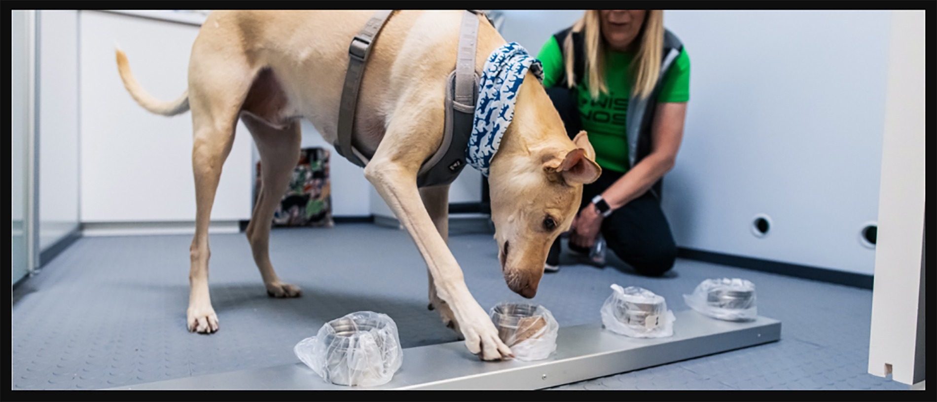 Helsinki Airport Starts Using Sniffer Dogs To Detect Covid-19 In Pilot Program