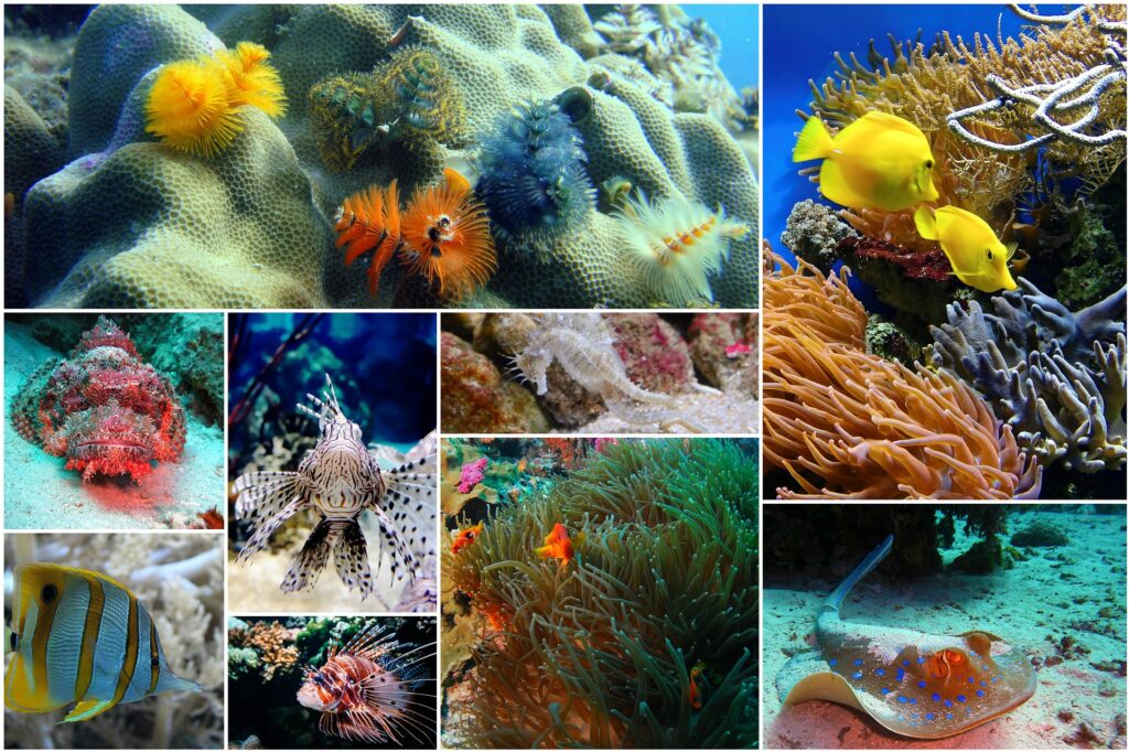 The Great Barrier Reef Lost Over 50% Of Its Corals Since 1995