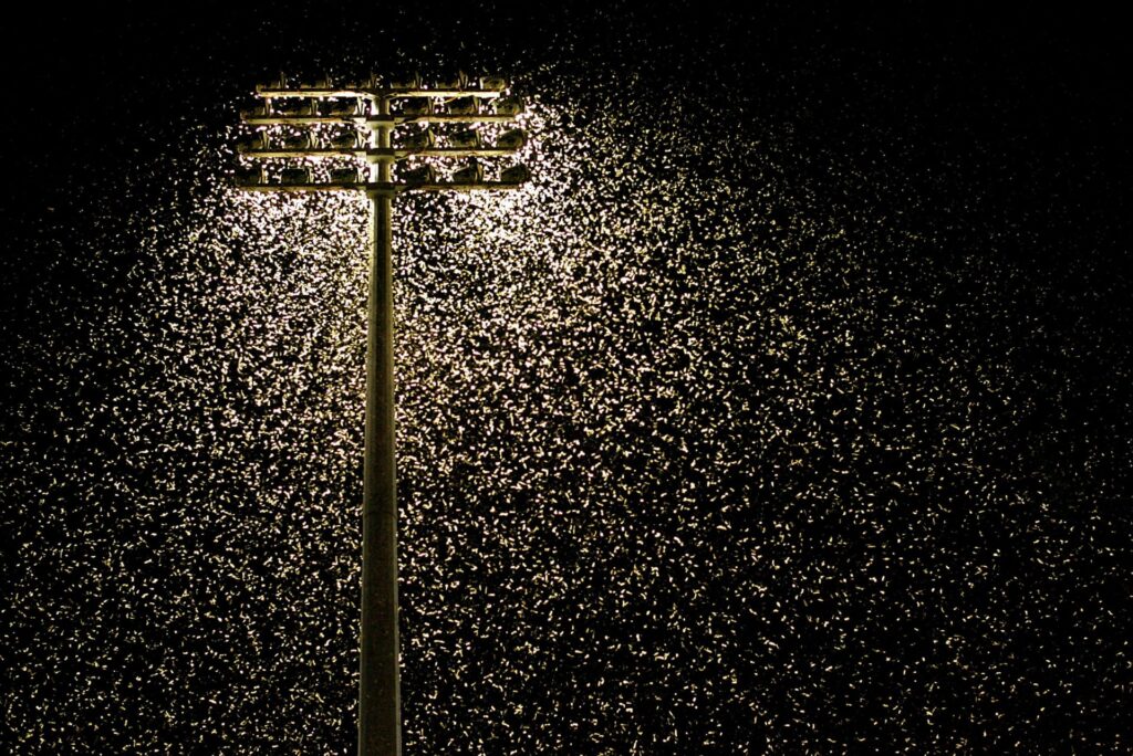 Artificial Light Is A Serious Pollutant Killing Animals & Insects And Disrupting Plant Growth