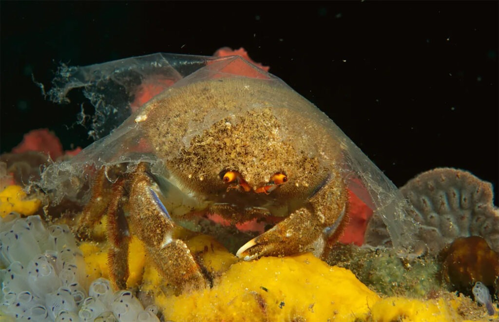 A sponge crab wears a transparent sheet of plastic over its shell in Australia. Traditionally, sponge crabs put sponges over their shells to camouflage themselves from predators. This clear covering is not suitable protection