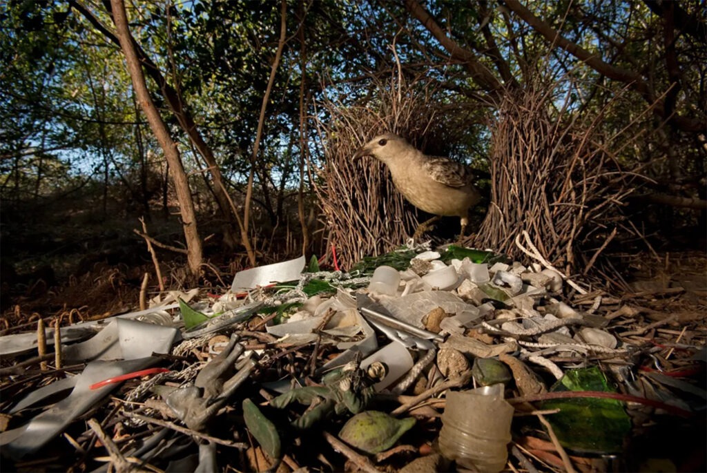 Microplastics Found To 'Stick Around' Human Organs