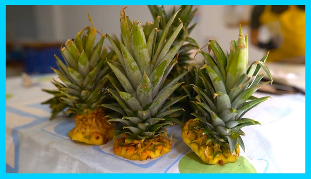 Eco-Friendly Plates Made From Pineapple Will Sprout When Planted