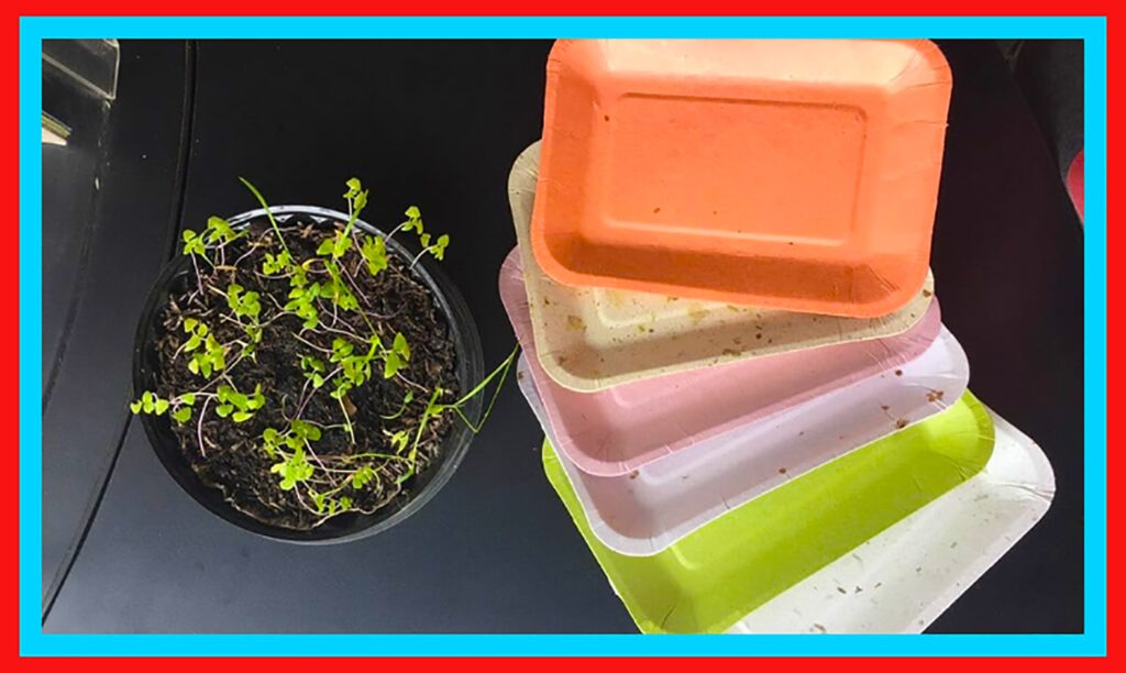 Eco-Friendly Plates Made From Pineapple Will Sprout When Planted