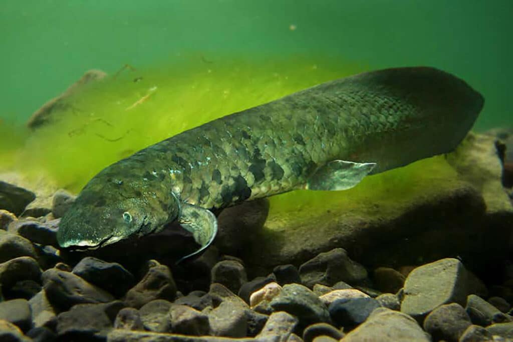 Record-Breaking Genome Clarifies How Vertebrates Conquered Land
