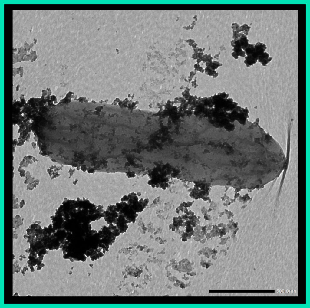 Bacteria That Build ‘Iron Man’ Suits Could Help Protect The Environment