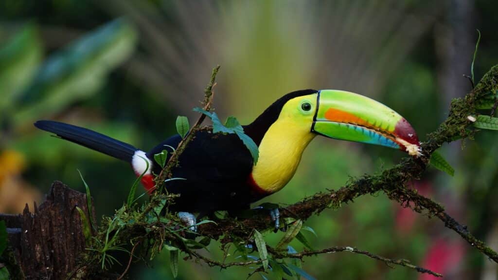 A Toucan