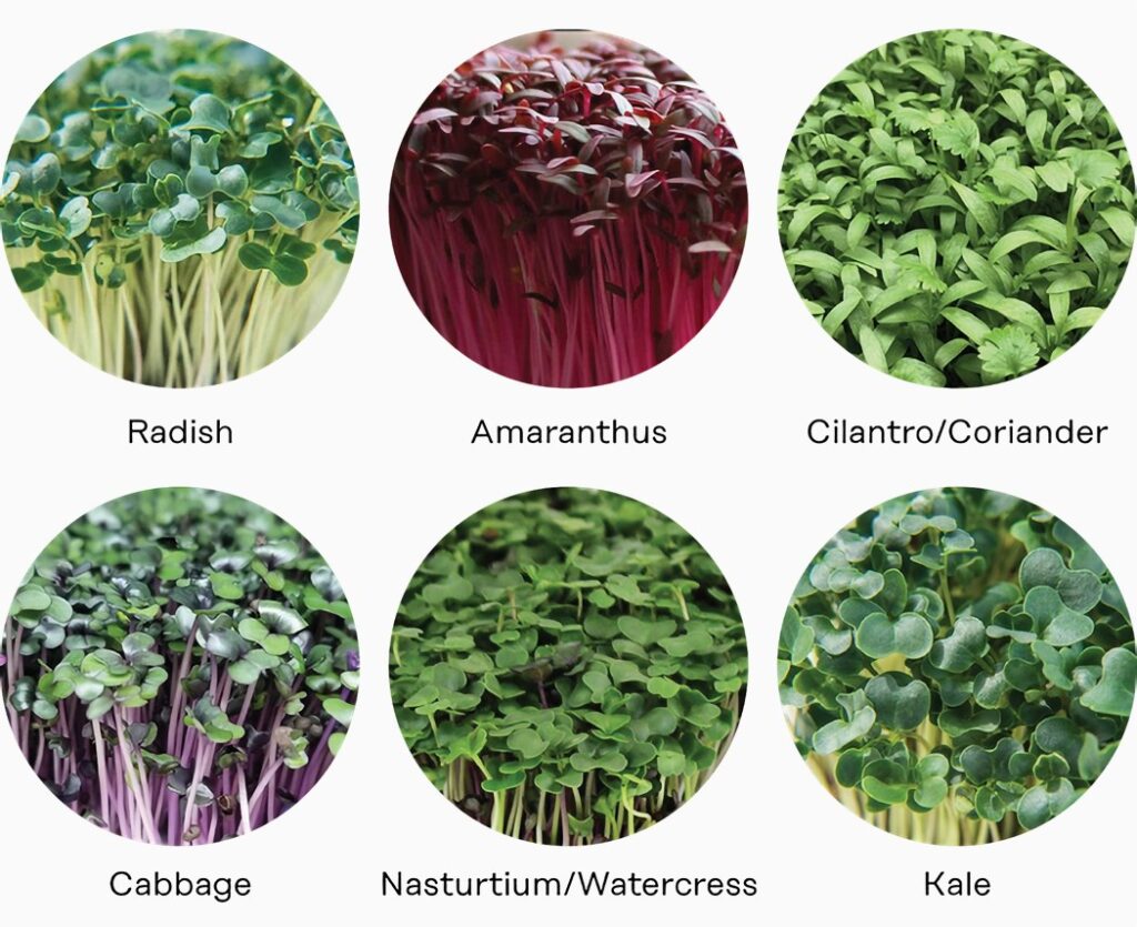 Radish, Amaranthus, Cilantro/Coriander, Cabbage, Nasturtium/Watercress, Kale
