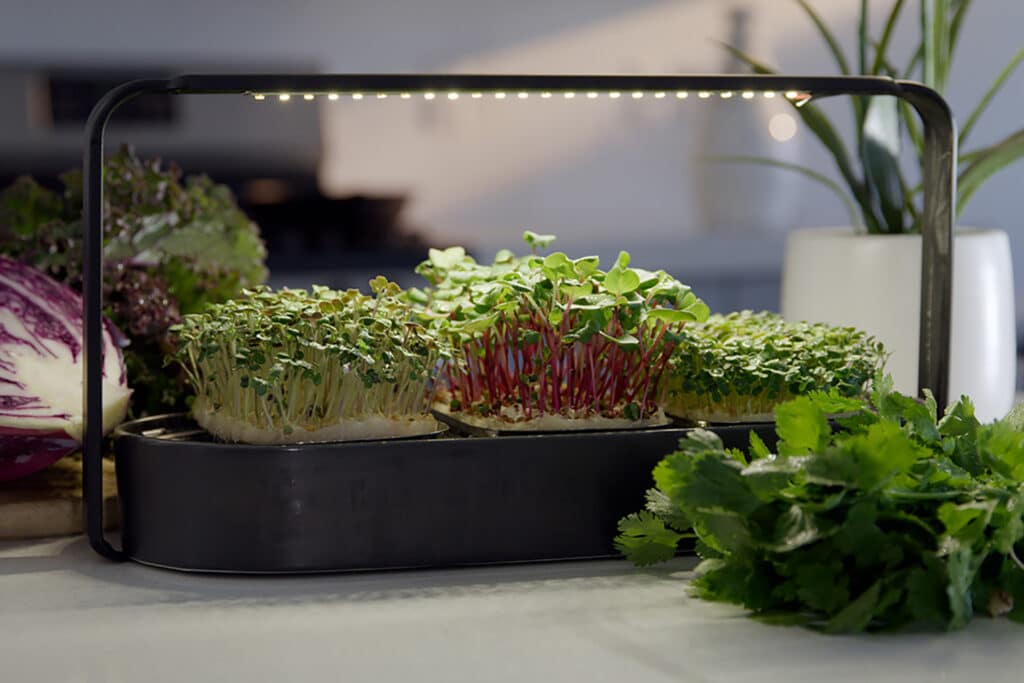 Tablefarm Grows Your Nutritious Microgreens For You
