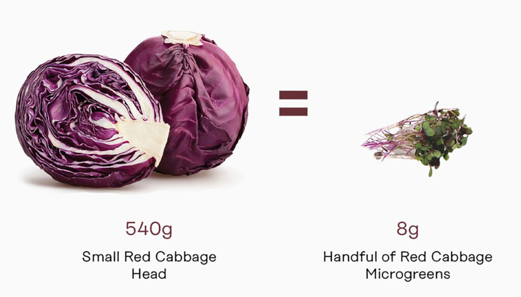 Tablefarm Grows Your Nutritious Microgreens For You
