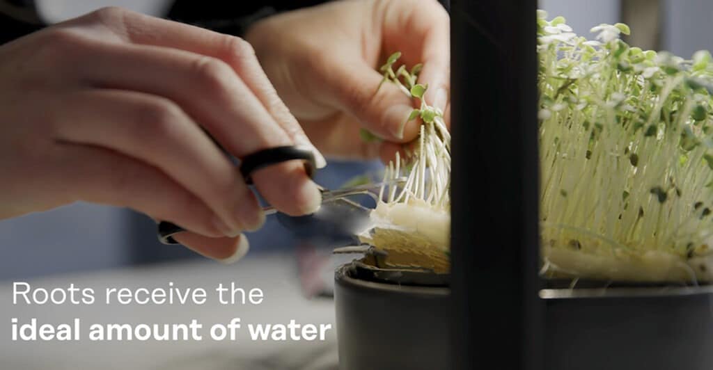 Tablefarm Grows Your Nutritious Microgreens For You