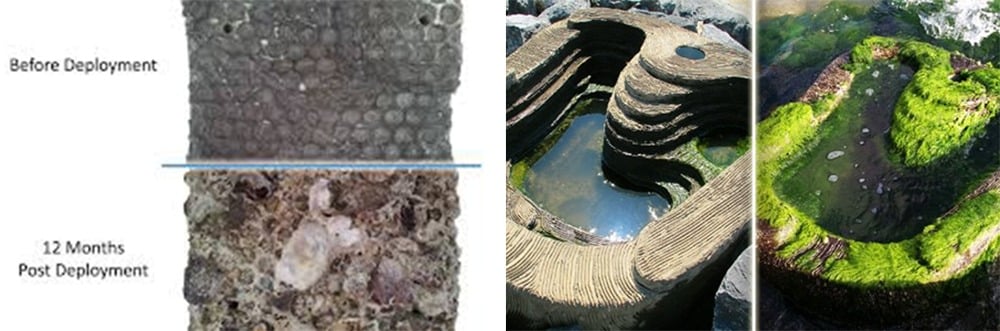 ECOncrete Turns Marine Infrastructures Into Thriving Natural Ecosystems