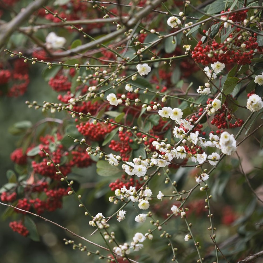 Cotoneaster franchetii (Franchet's cotoneaster)