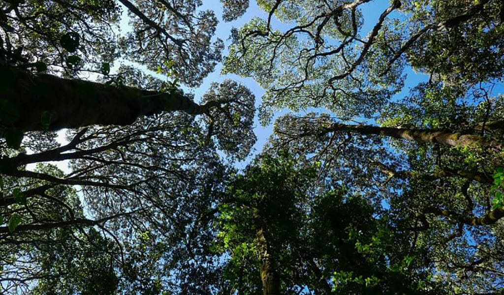 For Every Call You Make, This Green Video Platform Plants Trees