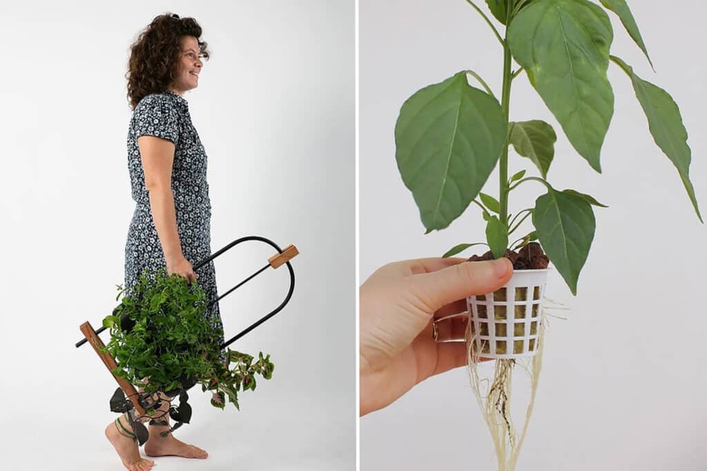 Hydroponic plants