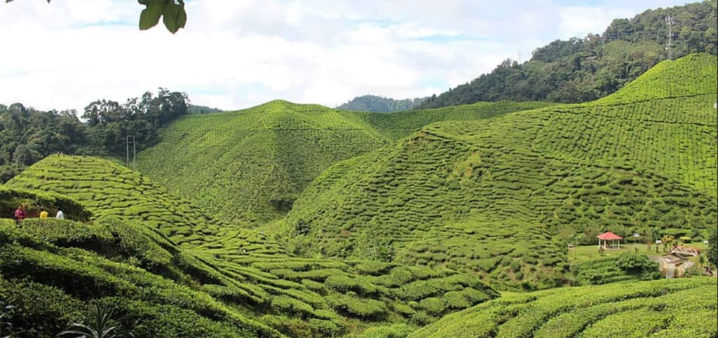 Indonesian Eco-Warrior Plants 11K Trees Turning Arid Hills Green