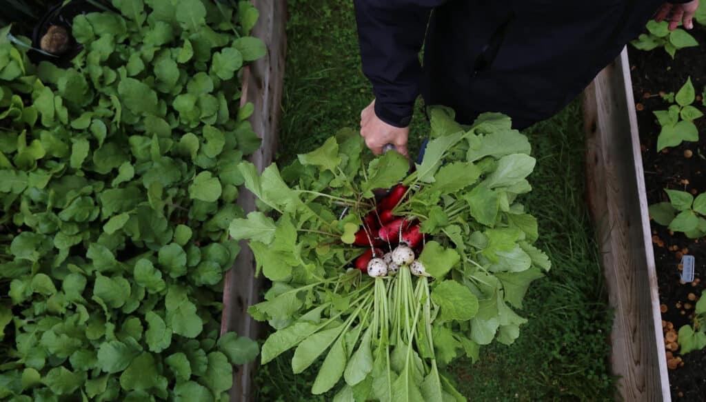 Kimbal Musk Launches' Million Garden Movement'