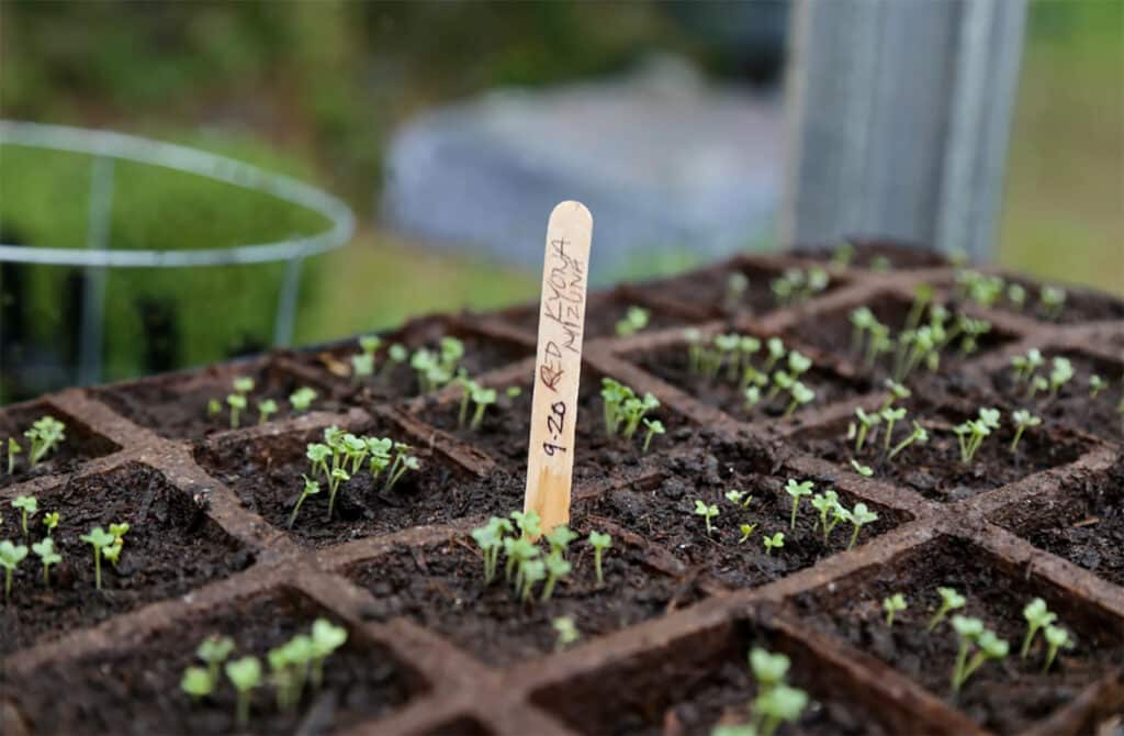 Kimbal Musk Launches' Million Garden Movement'
