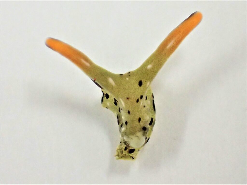 Self-Decapitating Sea Slugs Lose Their Heads And Regrow New Bodies
