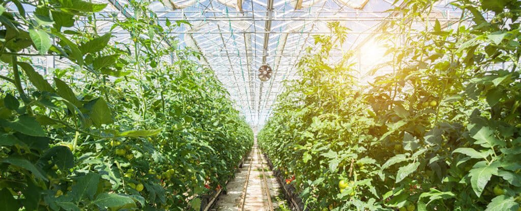Semi-Transparent Solar Cells Power Greenhouses Without Harming Plants
