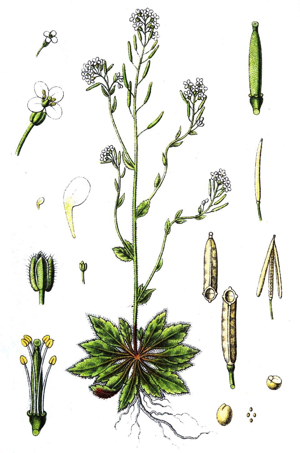Arabidopsis thaliana, aka thale cress, mouse-ear cress, or Arabidopsis
