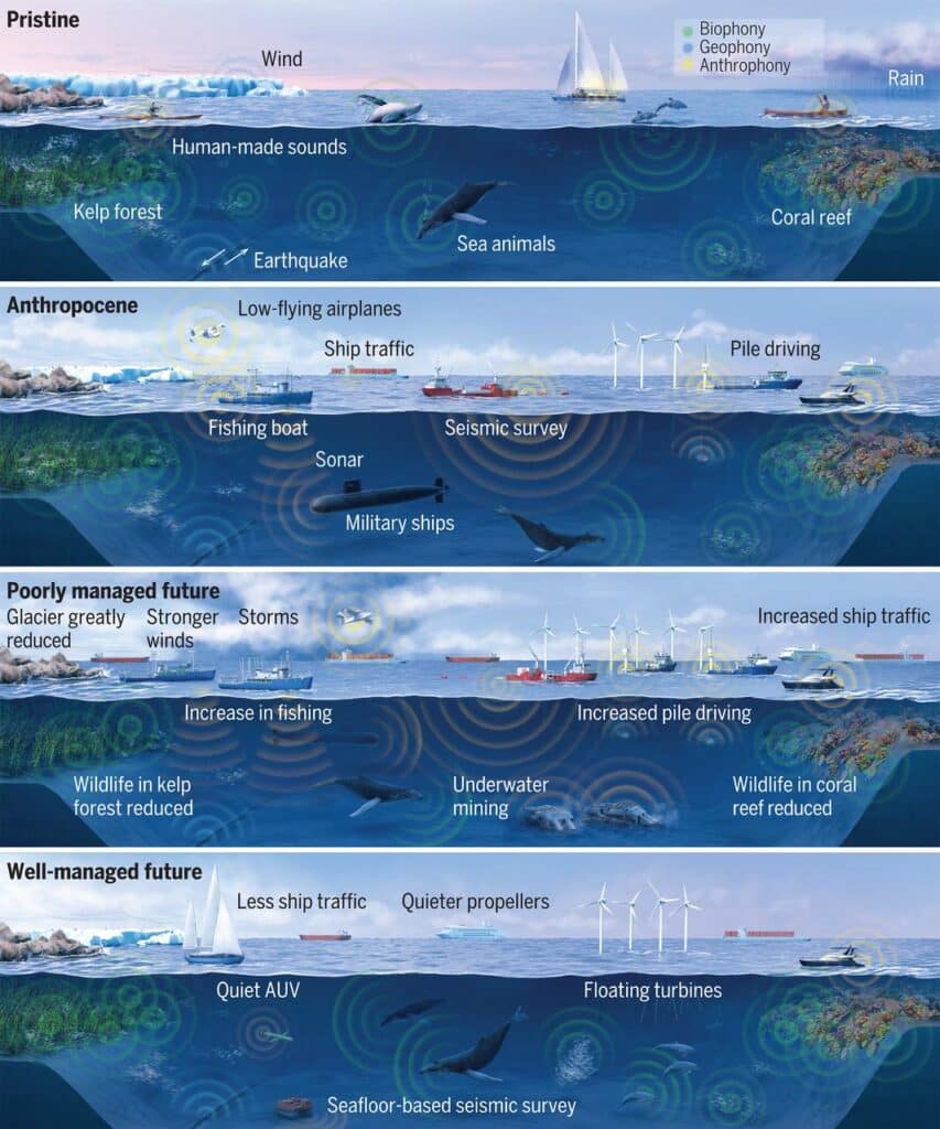 Human-Caused Noise Pollution Is Harming Marine Creatures