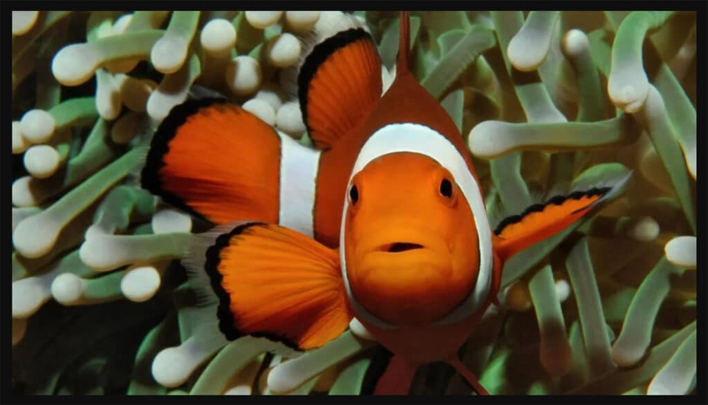 Human-Caused Noise Pollution Is Harming Marine Creatures