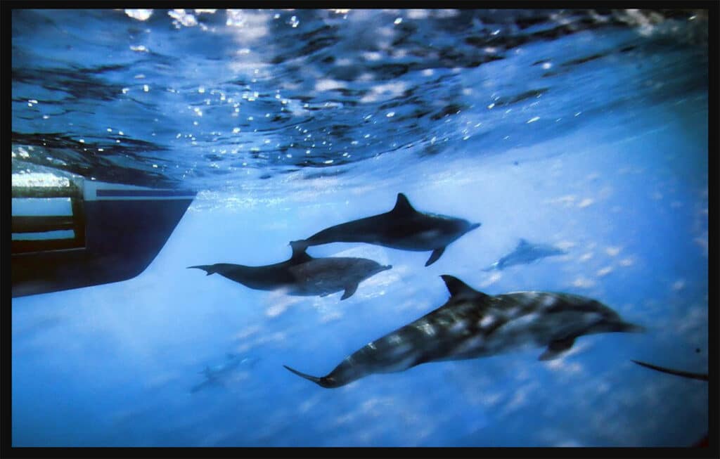 Dolphins