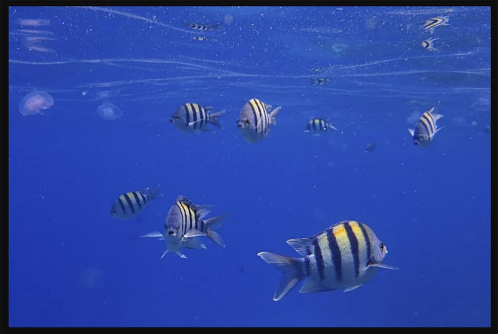 Fish