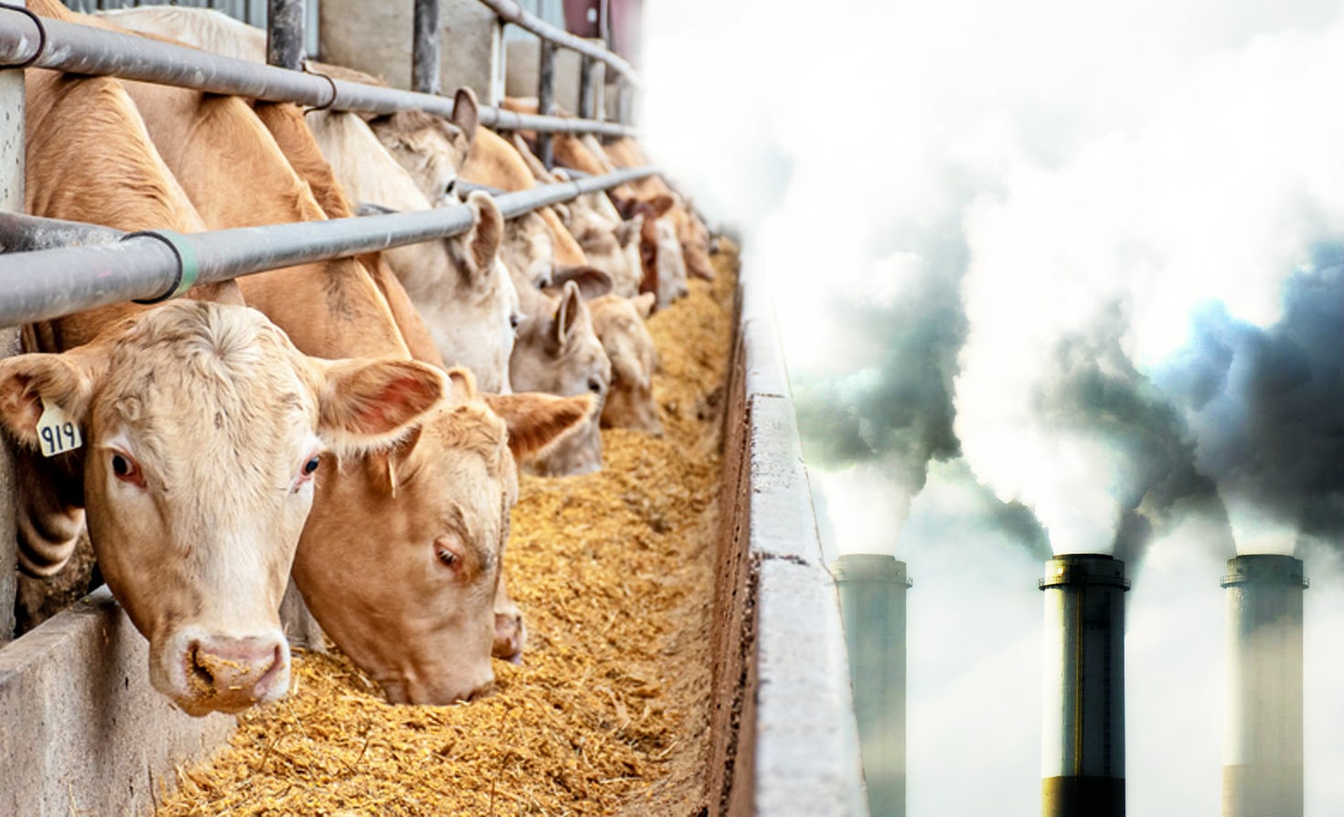 This Animal Feed Is Made With CO2 Captured From Industrial Plants