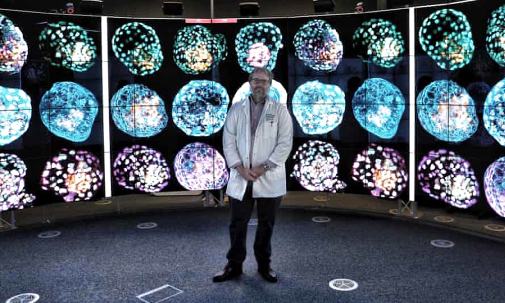 Scientists Made Human Cell Structures That Act Like Embryos