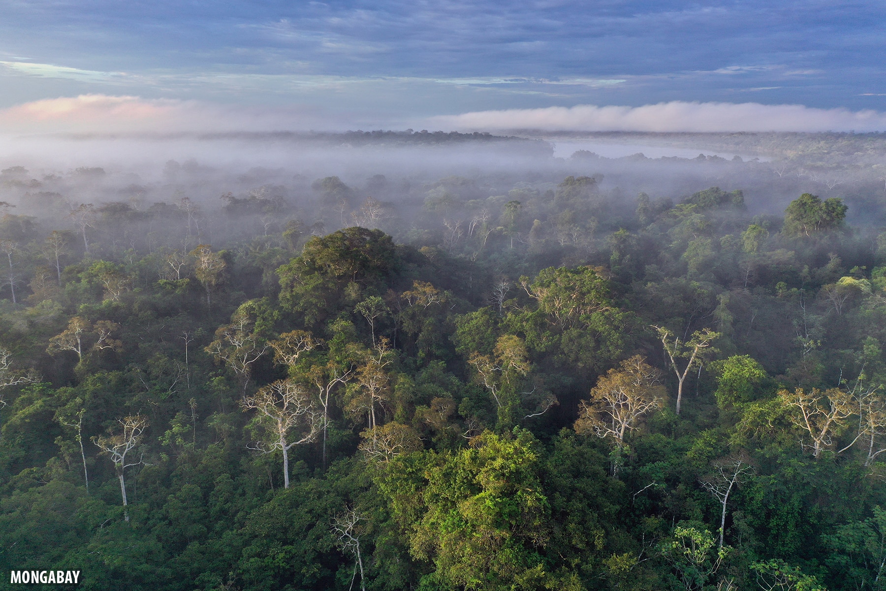 A Damaged Amazon Rainforest Is A Net-Contributor To Global Warming