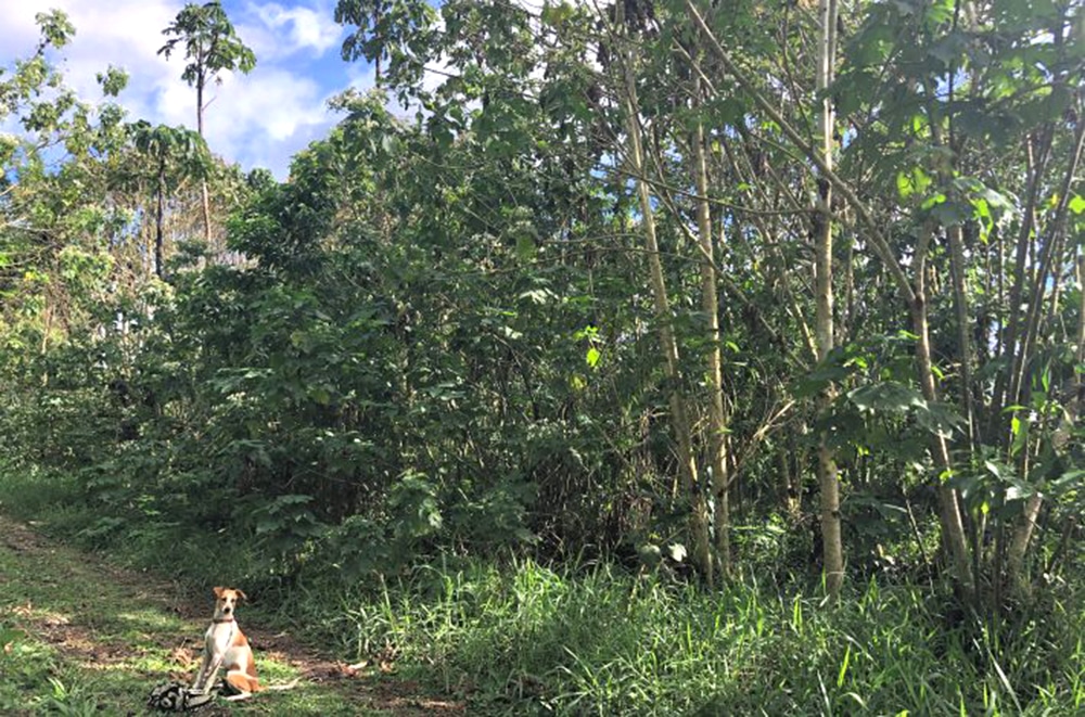 Coffee Pulp Boosts Forest Recovery Threefold