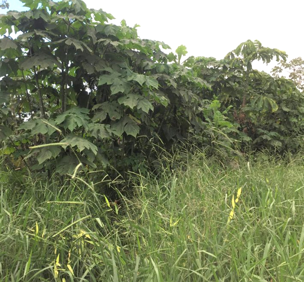 Coffee Pulp Boosts Forest Recovery Threefold