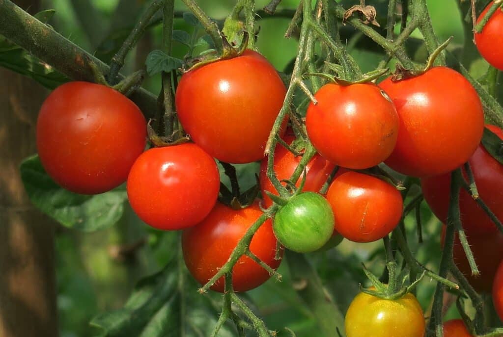 Tree Fungus Drastically Reduces Fertilizer Use In Tomato Crops