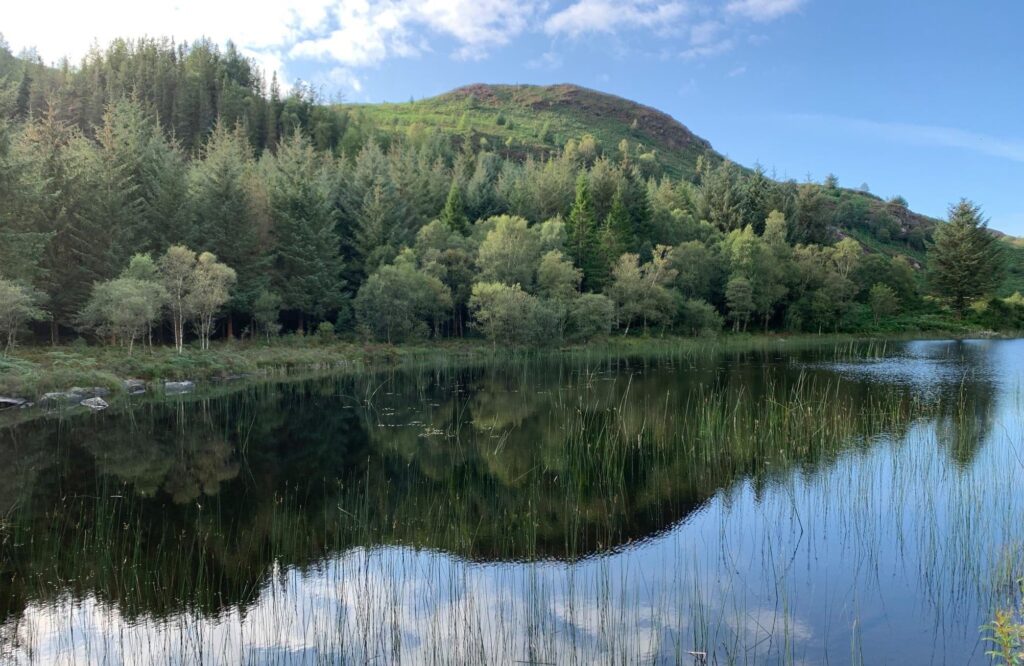 Wales To Become The World's First Deforestation-Free Nation