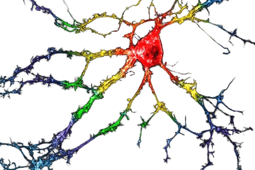 Healthy Gut Microbes Influence Loneliness & Wisdom