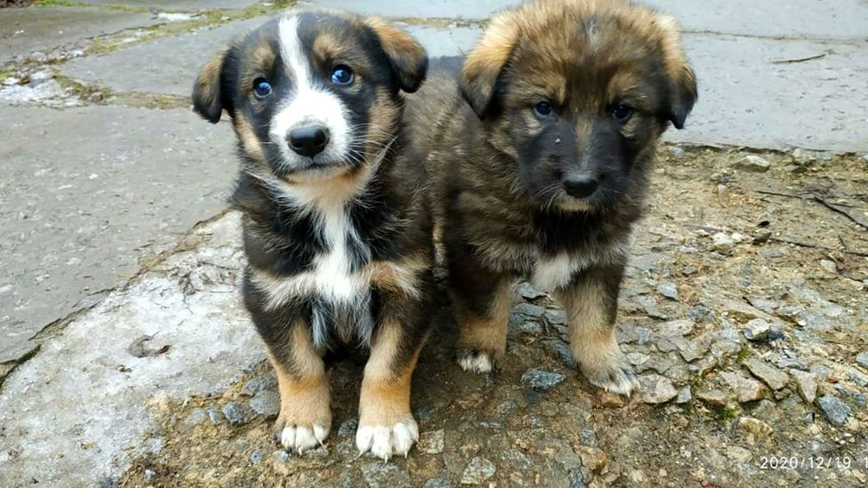 Kind Chernobyl Guards Care For The Exclusion Zone's Abandoned Dogs