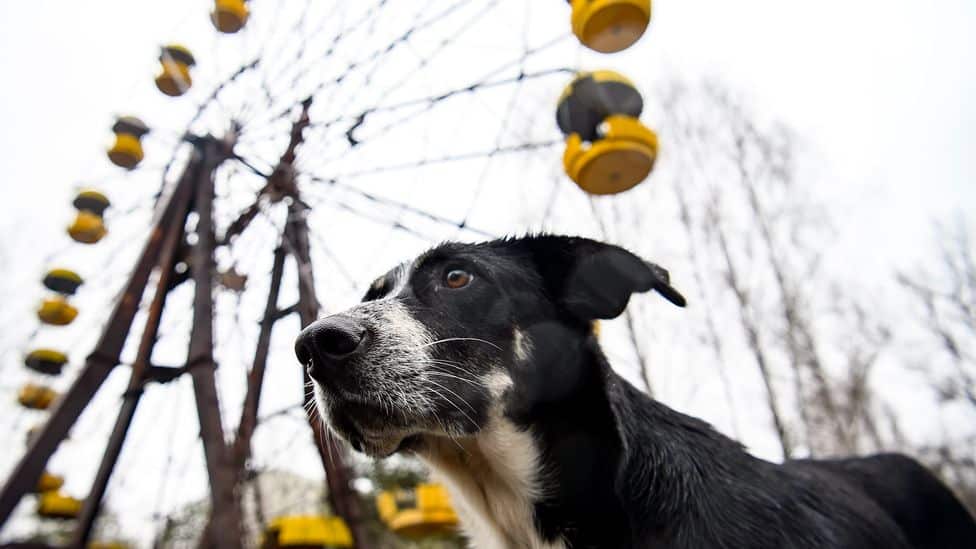Kind Chernobyl Guards Care For The Exclusion Zone's Abandoned Dogs